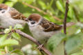 Tree Sparrow