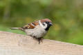 Tree Sparrow