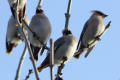 Waxwing