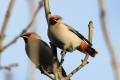 Waxwing