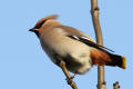 Waxwing