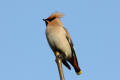 Waxwing