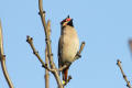 Waxwing