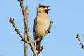 Waxwing