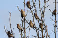 Waxwing