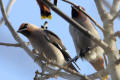 Waxwing