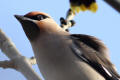 Waxwing