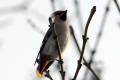 Waxwing