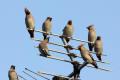 Waxwing