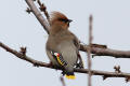 Waxwing