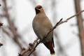 Waxwing