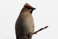 Waxwing