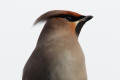 Waxwing