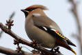 Waxwing