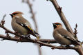 Waxwing