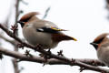 Waxwing