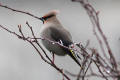 Waxwing