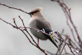 Waxwing