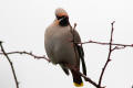 Waxwing