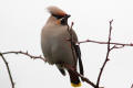 Waxwing