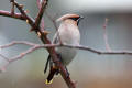 Waxwing