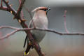 Waxwing