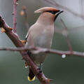 Waxwing