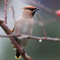 Waxwing