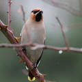 Waxwing