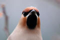 Waxwing