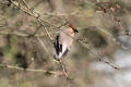 Waxwing