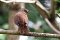 Wren