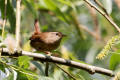 Wren