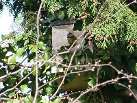 Nest Box